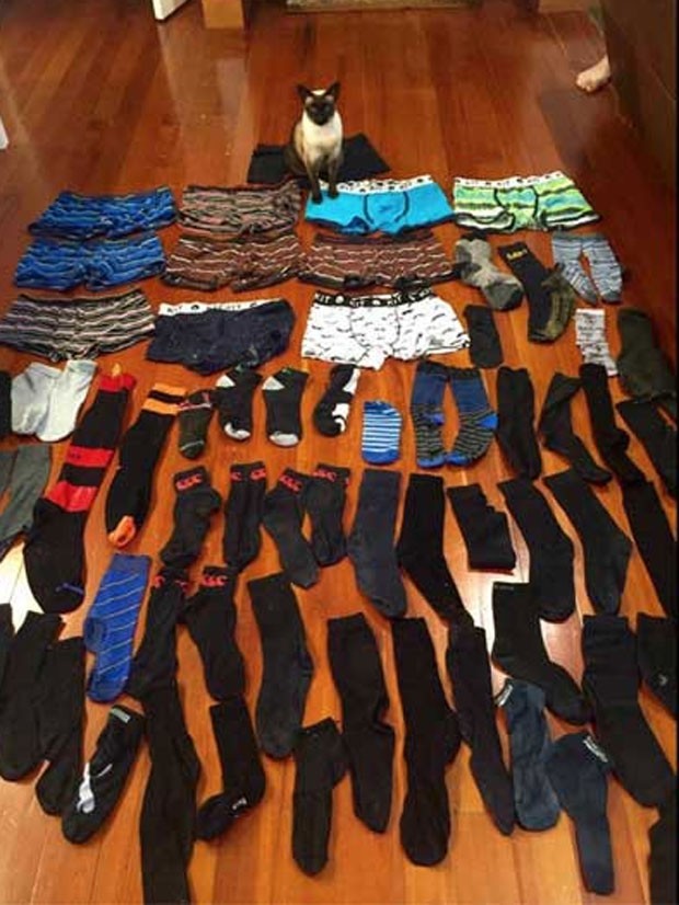 gato1