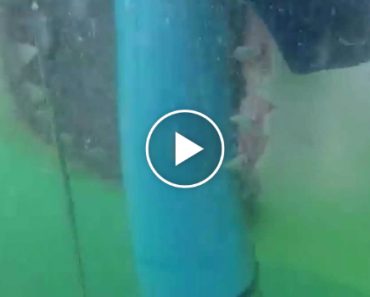 Vídeo Impressionante Mostra Ataque De Tubarão a Jaula Com Turista Vídeo Impressionante Mostra Ataque De Tubarão a Jaula Com Turista