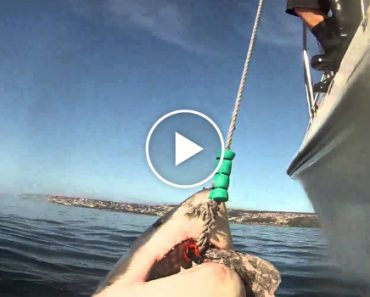 Pescadores Captam Imagem Impressionante Ao Serem Surpreendidos Por Tubarão Branco