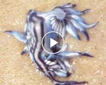 Invulgares Criaturas Venenosas Encontradas No Mar Australiano