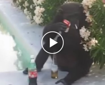 Chimpanzé Bebe Cerveja e Acende Cigarro