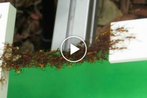 Formigas Usam os Próprios Corpos Para Construir Ponte e Conseguirem Chegar Ao Destino