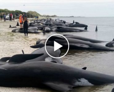 Tragédia: 400 Baleias Deram à Costa Na Nova Zelândia, 300 Já Morreram!