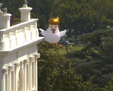 Galinha Insuflável Gigante “Aterra” Na Casa Branca Em Protesto Contra Trump