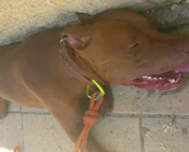 Polícia Parte Vidro De Carro Para Salvar Cão Prestes a Sufocar