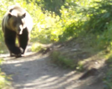 Amigos Tentam Manter a Calma Enquanto São Perseguidos Por Urso