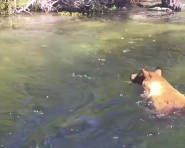 Urso Arrastado Pela Corrente Quando Tentava Apanhar Salmão