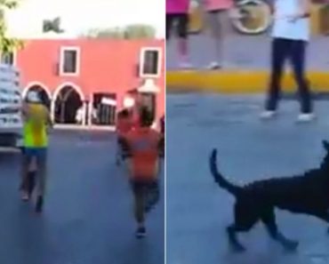 Atleta Agride Cão Em Plena Maratona e Indigna a Redes Sociais