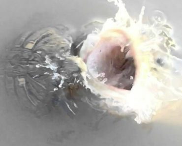 VIDEO: Tartaruga Quase Perde a Cabeça Ao Tentar Comer Um Peixe