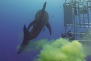 VIDEO: Tubarão Deixa Presente Indesejado e Mergulhador Tem Impagável Reação