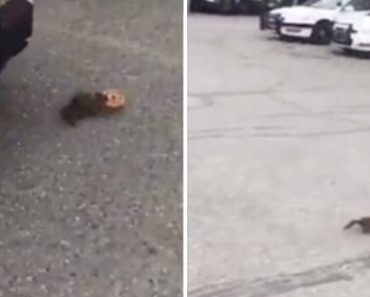 VIDEO: Este Esquilo Foi Apanhado a Roubar Um Donut… a Um Polícia