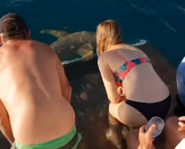 VIDEO: Mulher Arrastada Para a Água Enquanto Dava De Comer a Tubarões