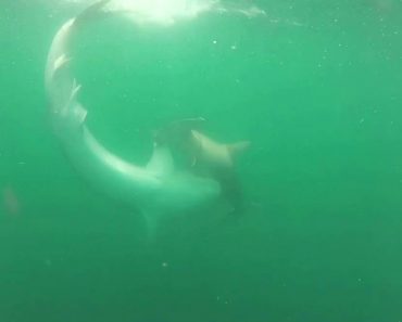 VIDEO: Grupo De Amigos Capta Momento Em Que Tubarão-Tigre Ataca Ferozmente Tubarão-Martelo