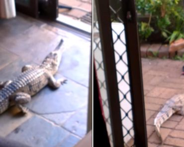 VIDEO: O Que Acontece Quando Se Tem Um Crocodilo Como Animal De Estimação e Se Quer Entrar Em Casa