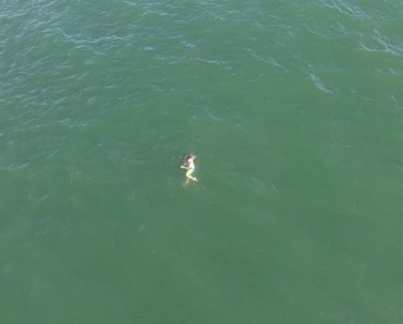 Salta Para o Mar Para Fugir à Polícia, Acaba Perseguido Por Tubarão Salta Para o Mar Para Fugir à Polícia, Acaba Perseguido Por Tubarão