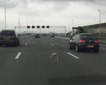 VIDEO: Pombo Usa Autoestrada Como Pista De Corrida e Ultrapassa Carros Com Uma Velocidade Alucinante