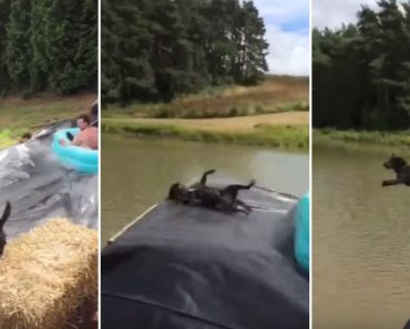 VIDEO: Cão Escolhe Momento Errado Para Brincar Ao Ver Barco Insuflável