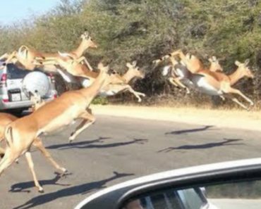 VIDEO: Impala Escapa a Duas Chitas Famintas Ao Saltar Pelo Vidro Para o Interior De Carro De Turistas
