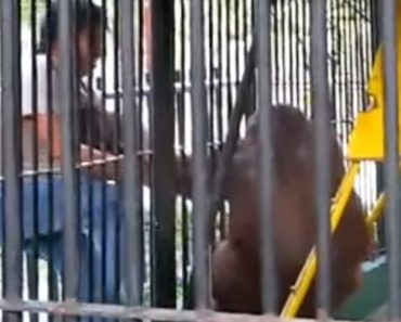 VIDEO: Orangotango Sente-se Despido e Rouba T-Shirt a Visitante Do Zoo