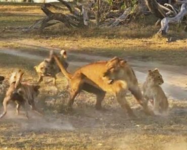 VIDEO: Leoa “Deixa-se” Morder Por Cães Selvagens Para Que a Sua Cria Possa Fugir