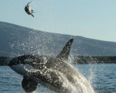 VIDEO: Turistas São Surpreendidos Quando Orca Atira Tartaruga Gigante Ao Ar