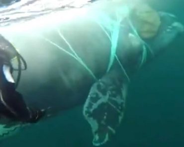 Marinha Chilena Resgata Baleia Presa Em Rede De Pesca