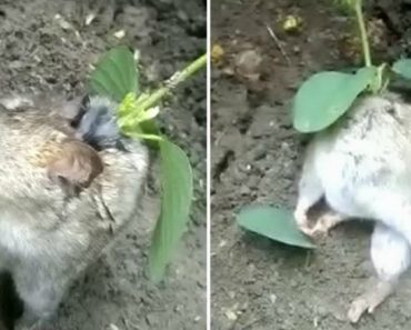 VIDEO: Agricultor Encontra Rato Vivo Com Planta a Crescer No Pescoço