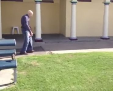 VIDEO: Idoso Cruza-se Com Cobra Venenosa Dá-lhe Um Pontapé e Descontraidamente Segue o Seu Caminho