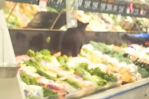 VIDEO: Pequeno Urso Tenta Fazer Compras Num Supermercado Local