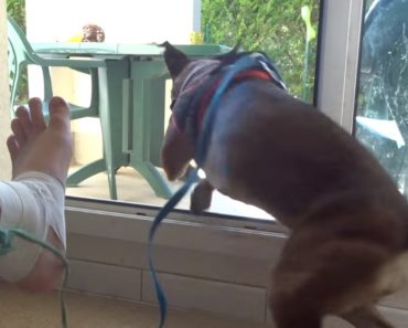 VIDEO: Dono Aproveita a Preciosa Ajuda Do Seu Cão Para Retirar Ligadura Do Pé