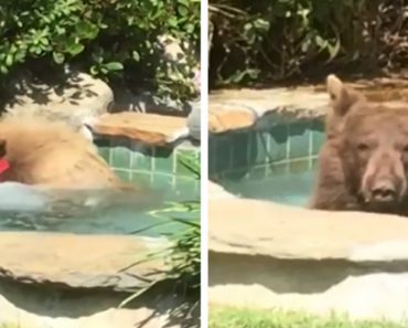 VIDEO: Urso Invade Jardim De Uma Casa, Entra No Jacuzzi e Bebe Uma Margarita