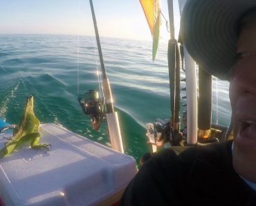 VIDEO: Homem Encontra Iguana Perdida Em Alto Mar e Esta Sobe Ao Seu Barco Para Voltar à Terra