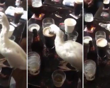 VIDEO: Pato Desfruta Da Companhia Dos Amigos Enquanto Bebe Uma Cerveja No Bar