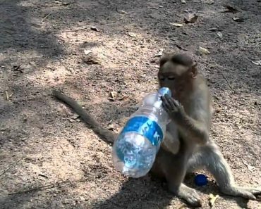 VIDEO: Inteligente Macaco Aproveita Paragem De Motociclistas e Rouba-lhes As Garrafas De Água