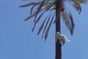 VIDEO: Cabra Aventureira Arrisca Subir Enorme Palmeira