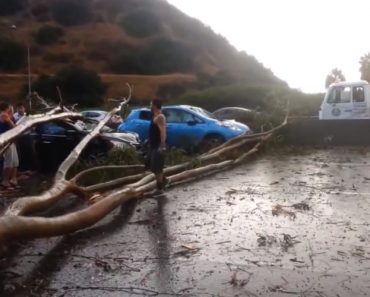 VIDEO: Queda De Árvore Provoca Acidente Aparatoso Em Estrada Movimentada