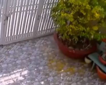 VIDEO: Ladrão Tem Experiência Dolorosa Ao Tentar Arrombar Portão De Casa