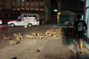 VIDEO: Rua Invadida Por Dezenas De Macacos Assustados Com o Barulho Do Fogo-de-artifício
