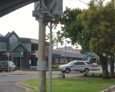 VIDEO: Esta é Provavelmente a Mais Estranha Perseguição Policial De Sempre