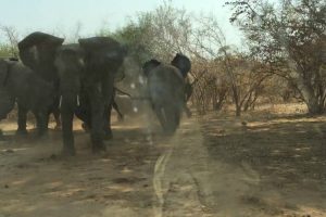 VIDEO: Elefante Persegue e Assusta Turistas Em Parque Natural
