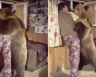 urso