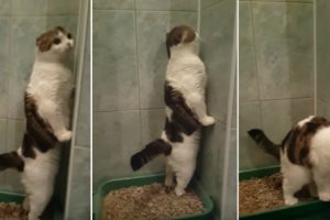 Gato Tem o Invulgar Hábito De Ficar De Pé Enquanto Faz As Necessidades Na Caixa De Areia