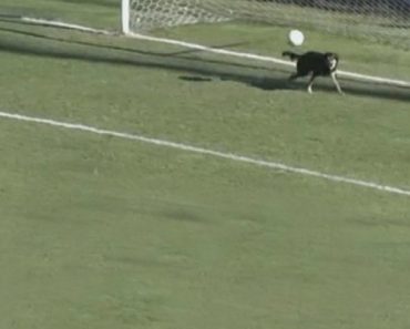 Cão “Invade” Campo e Evita Golo Em Cima Da Linha