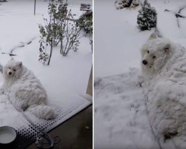 Cão Recusa-se a Vir Para Casa Mesmo Estando Completamente Coberto De Neve