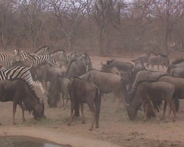 Zebra Deixa Gnu Completamente KO
