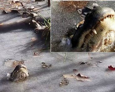 Sabe Como Sobrevivem Os Jacarés Em Águas Congeladas? Sabe Como Sobrevivem Os Jacarés Em Águas Congeladas?