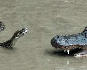 Crocodilo e Piton Travam Intensa Batalha