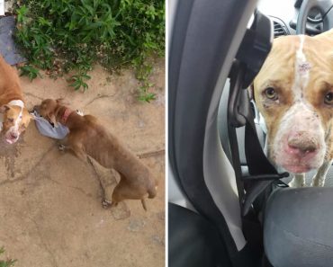 Cães Ficaram Fechados Em Casa Durante 36 Dias Sem Água Nem Comida