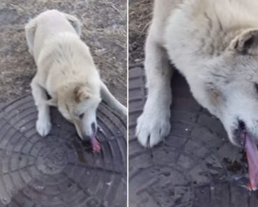 Bom Samaritano Ajuda a Desprender Língua De Cão Que Ficou Presa Em Gelada Tampa De Saneamento