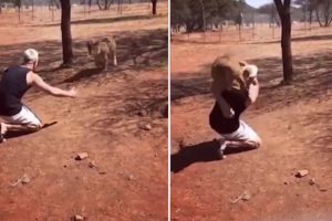 Vídeo Mostra Homem a Pegar Leão Ao Colo Como Se Fosse Um Bebé